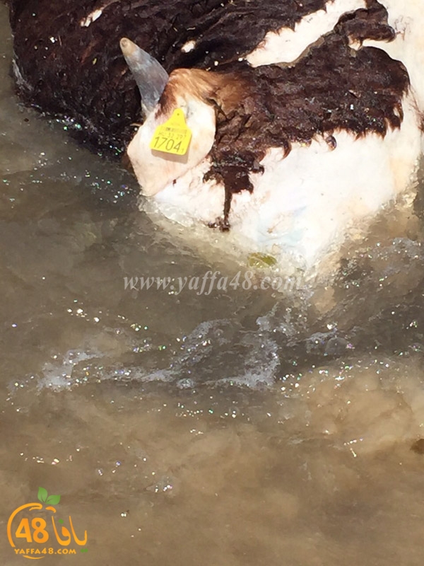 cow yaffa seak3 (3).JPG